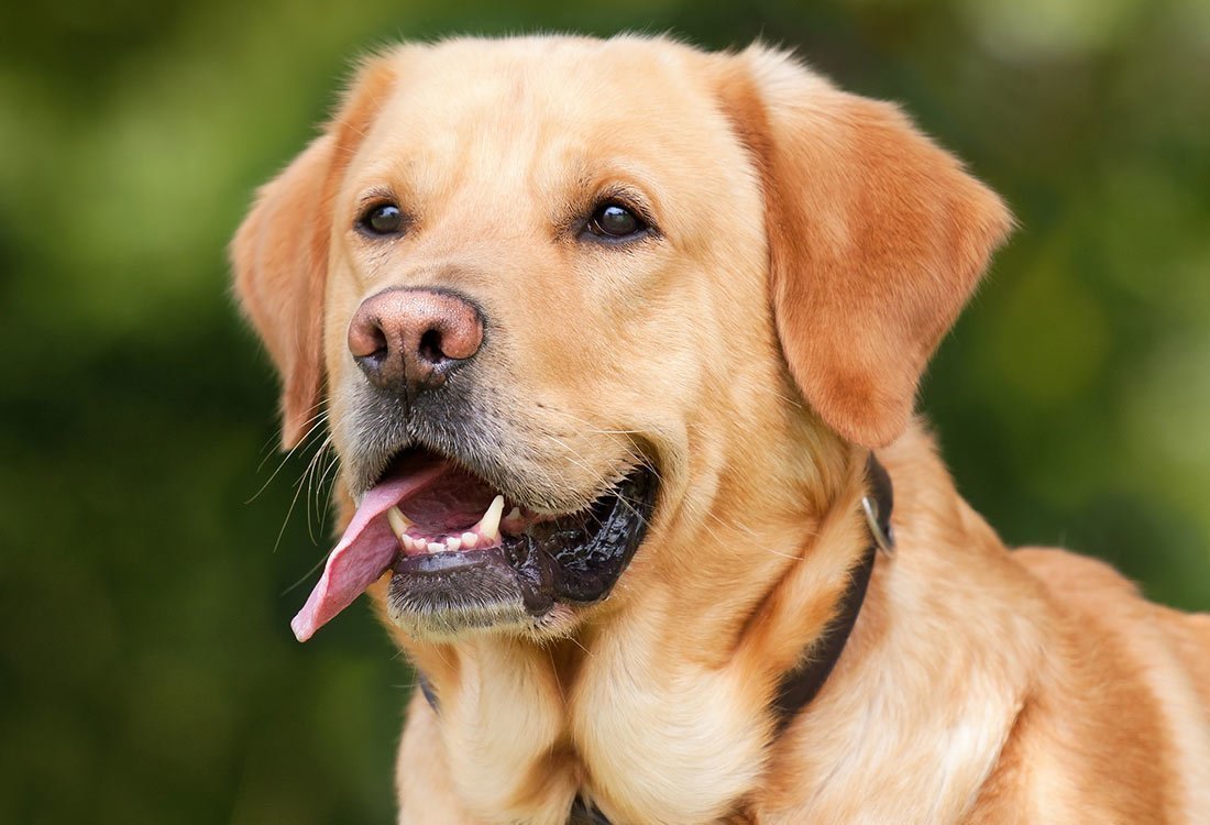 Vacanze con cane in Alto Adige - Vacanze con l'amico a quattro zampe